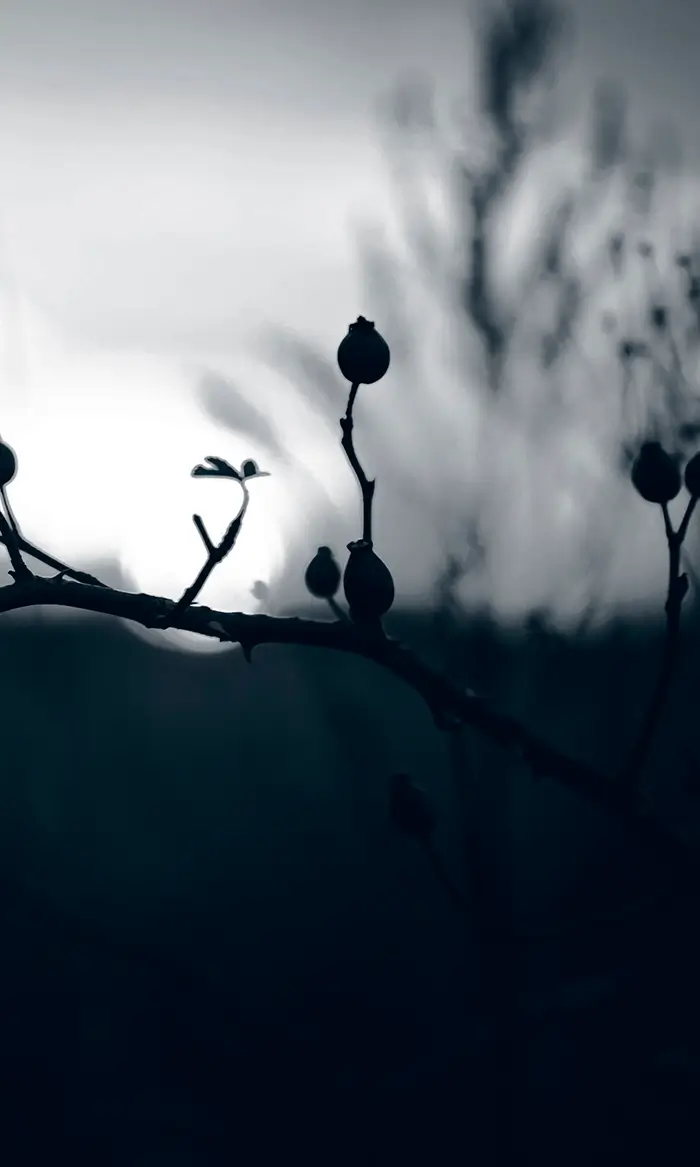 imagen 01 via vitae Acompañamiento psicológico especializado en procesos de duelo